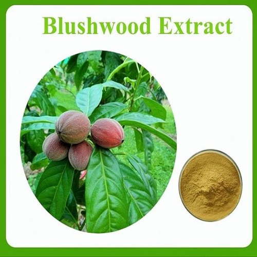 Blushwood Fruit Indiamart